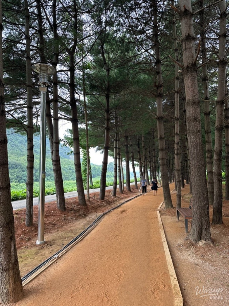 Hinoki jjimjilbang facility next to the outdoor swimming pool