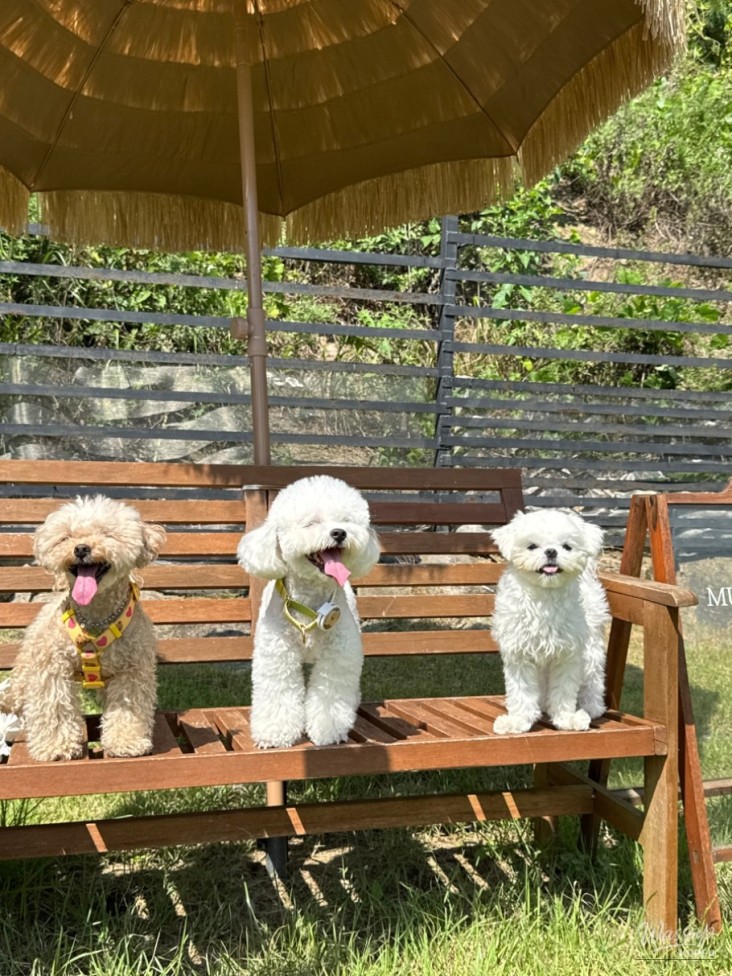 꿈같은 순간