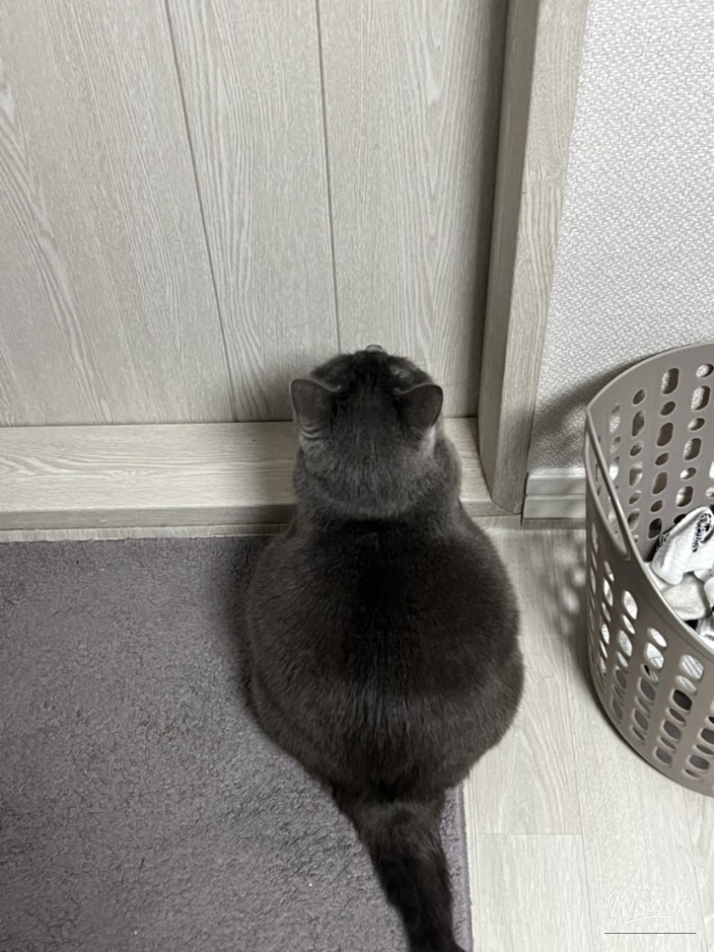 Mysterious appearance
