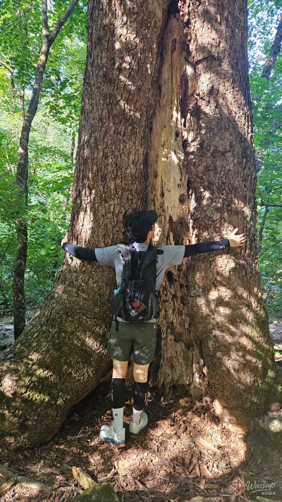 A massive ancient Korean red pine tree along the trail to Ose Hermitage