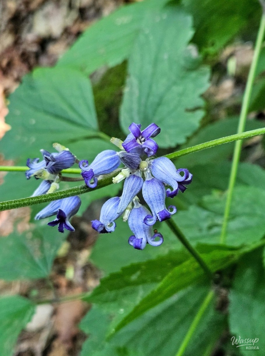 Close-up of bottle-shaped wild flowers found on Seoraksan