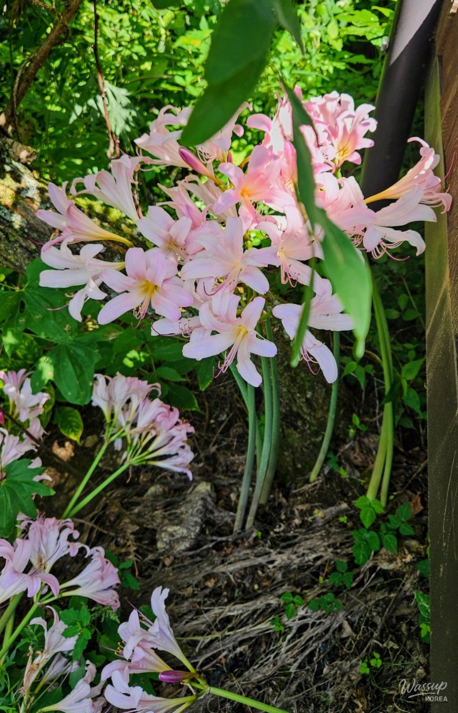Red spider lilies blooming in the temple garden