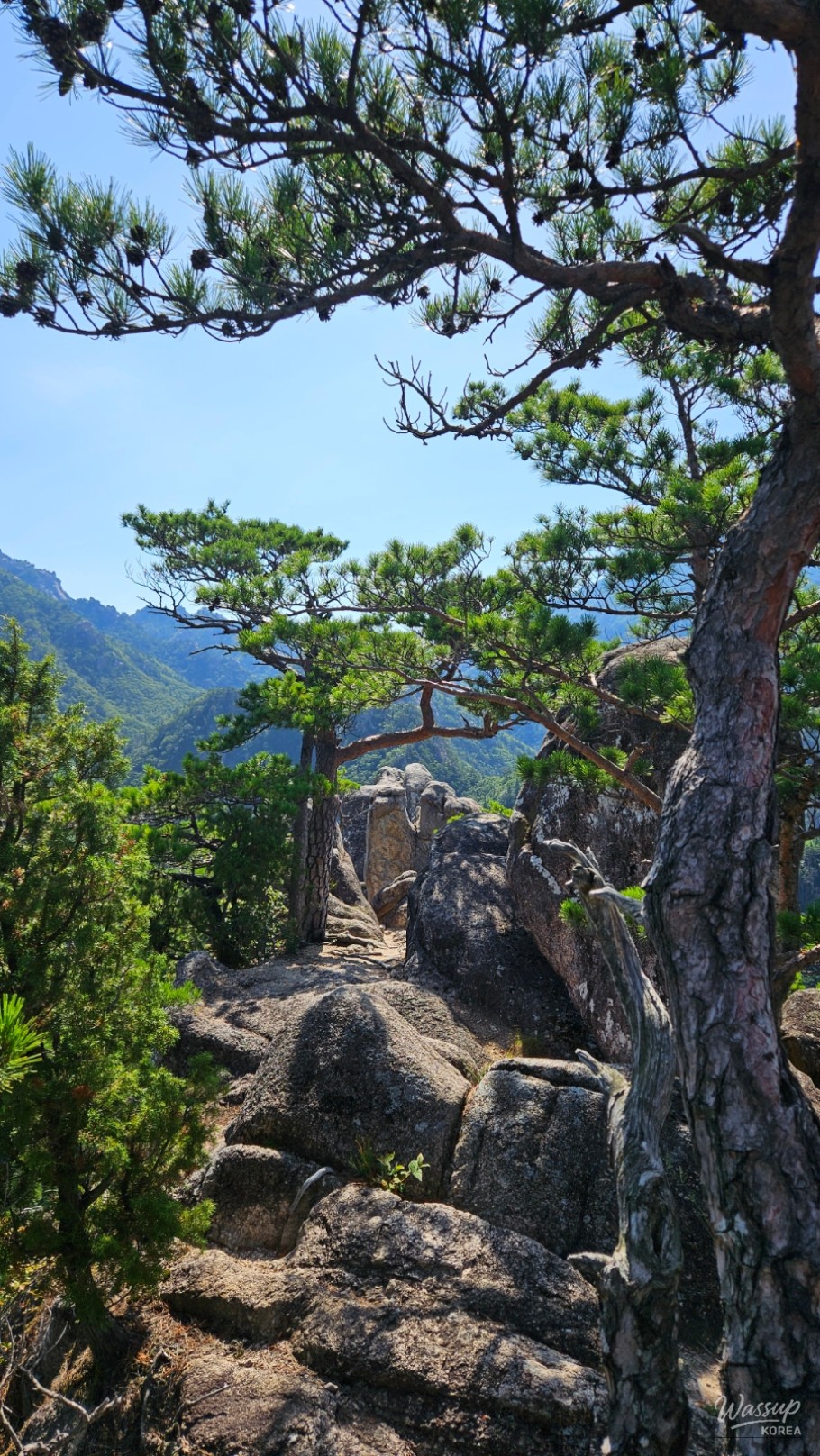 A rustic wooden trail sign in the deep forest of Seoraksan