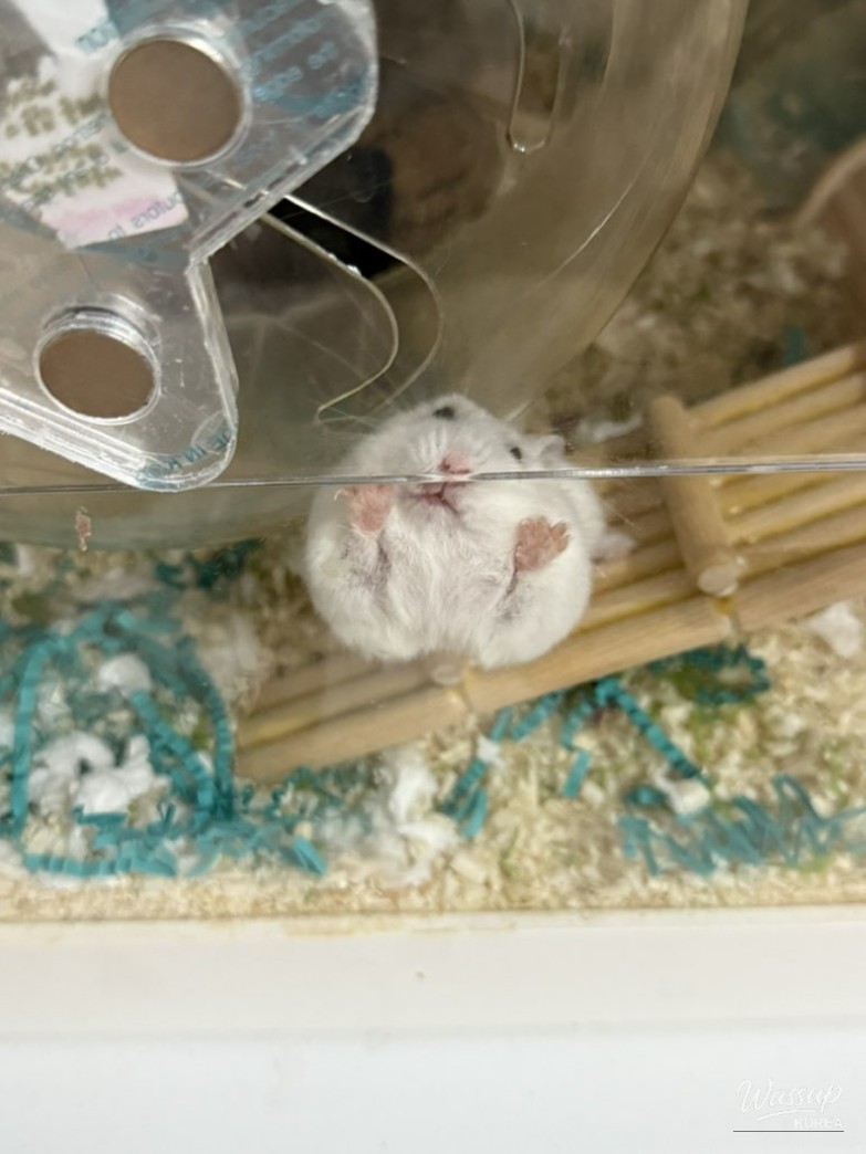 신비로운 모습