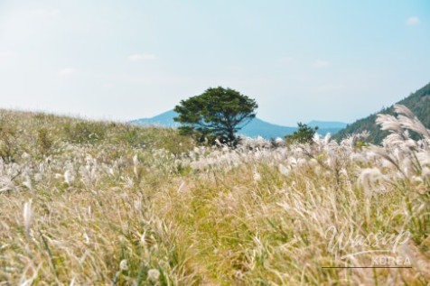 Dreamlike Moment