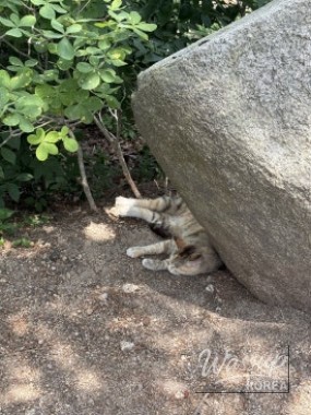 평화로운 풍경