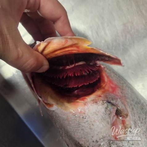 All the parts of the fish can be used