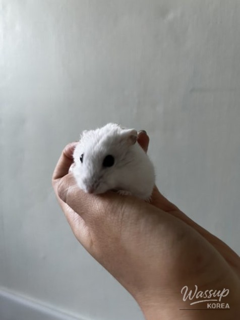 평화로운 풍경