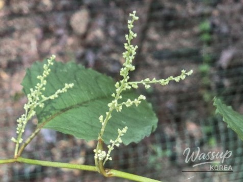 A Mysterious Appearance