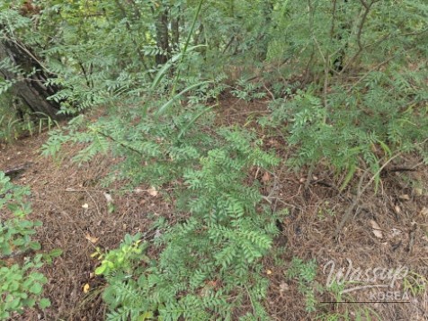 A Beautiful Landscape