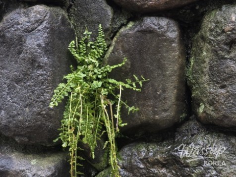 A Mysterious Appearance