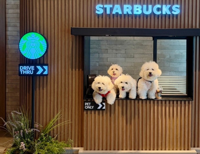 Starbucks Guri Galmae DT: A Dog-Friendly Starbucks with a Dog Run Near Seoul182