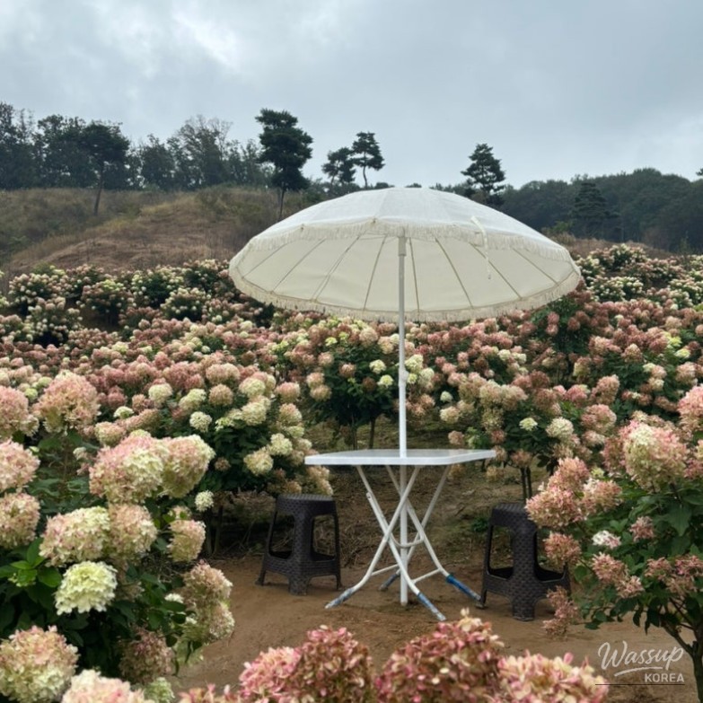 A peaceful landscape of lush white European hydrangeas blooming in Anseong under a soft autumn sky