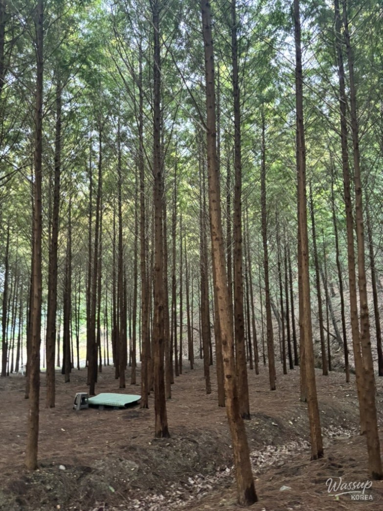 Touching scene of the natural landscaping near Yongseol Reservoir