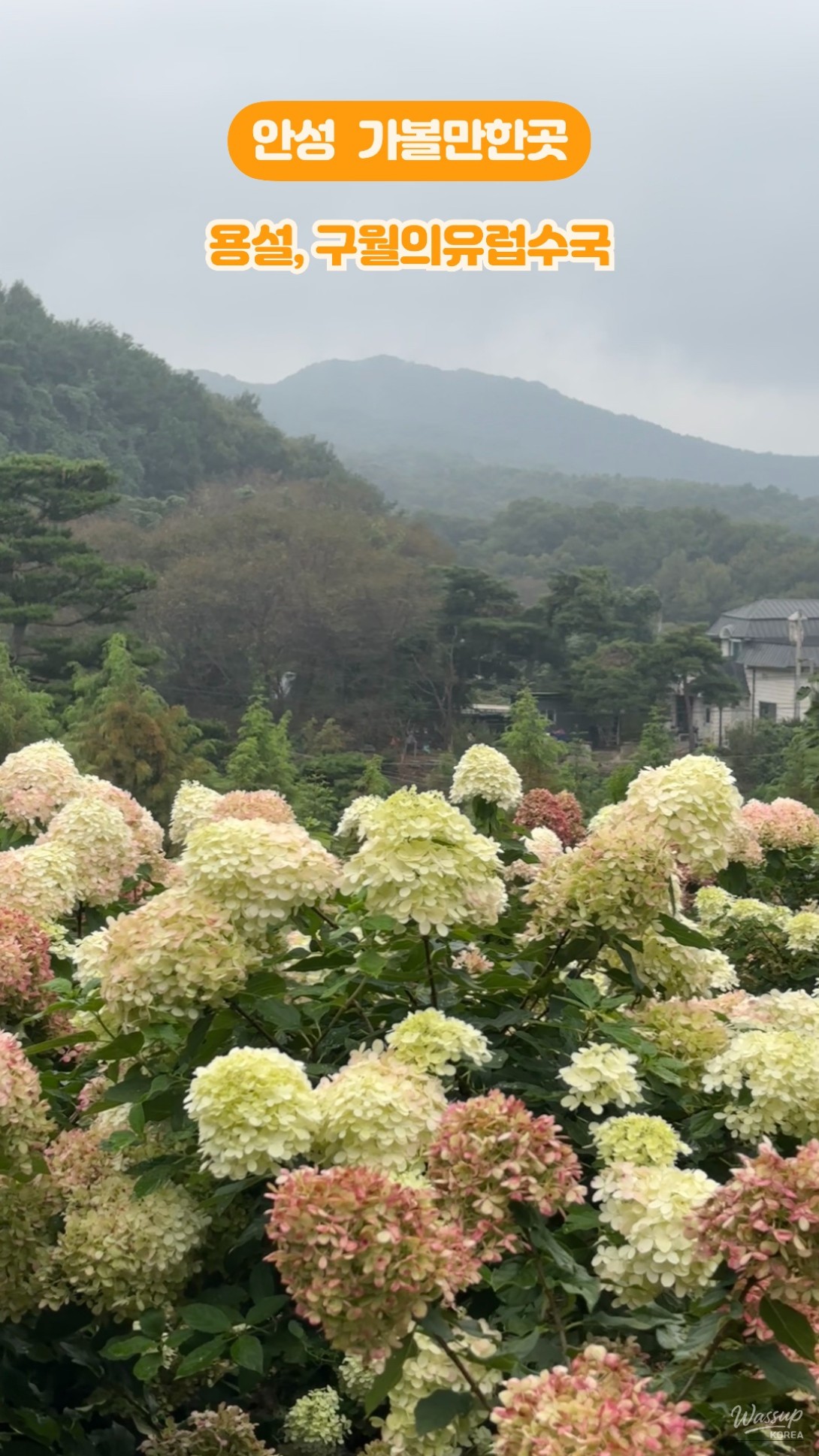 An impressive scene of pink and white European hydrangeas creating a vibrant floral path
