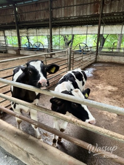 Impressive Appearance