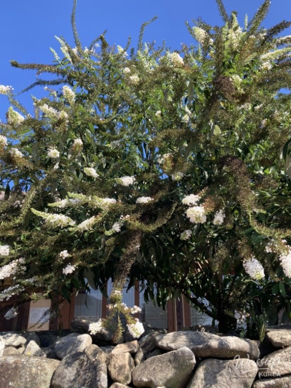 Hopeful tomorrow represented by the sunset over cosmos fields