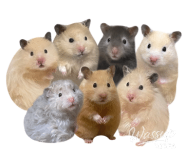 A dreamy view of flower petals falling during the couple's march