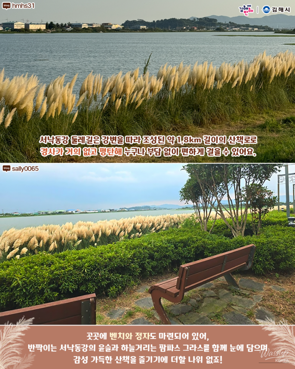 A visitor taking a photo among the towering silver pampas grass reaching up to 3 meters high