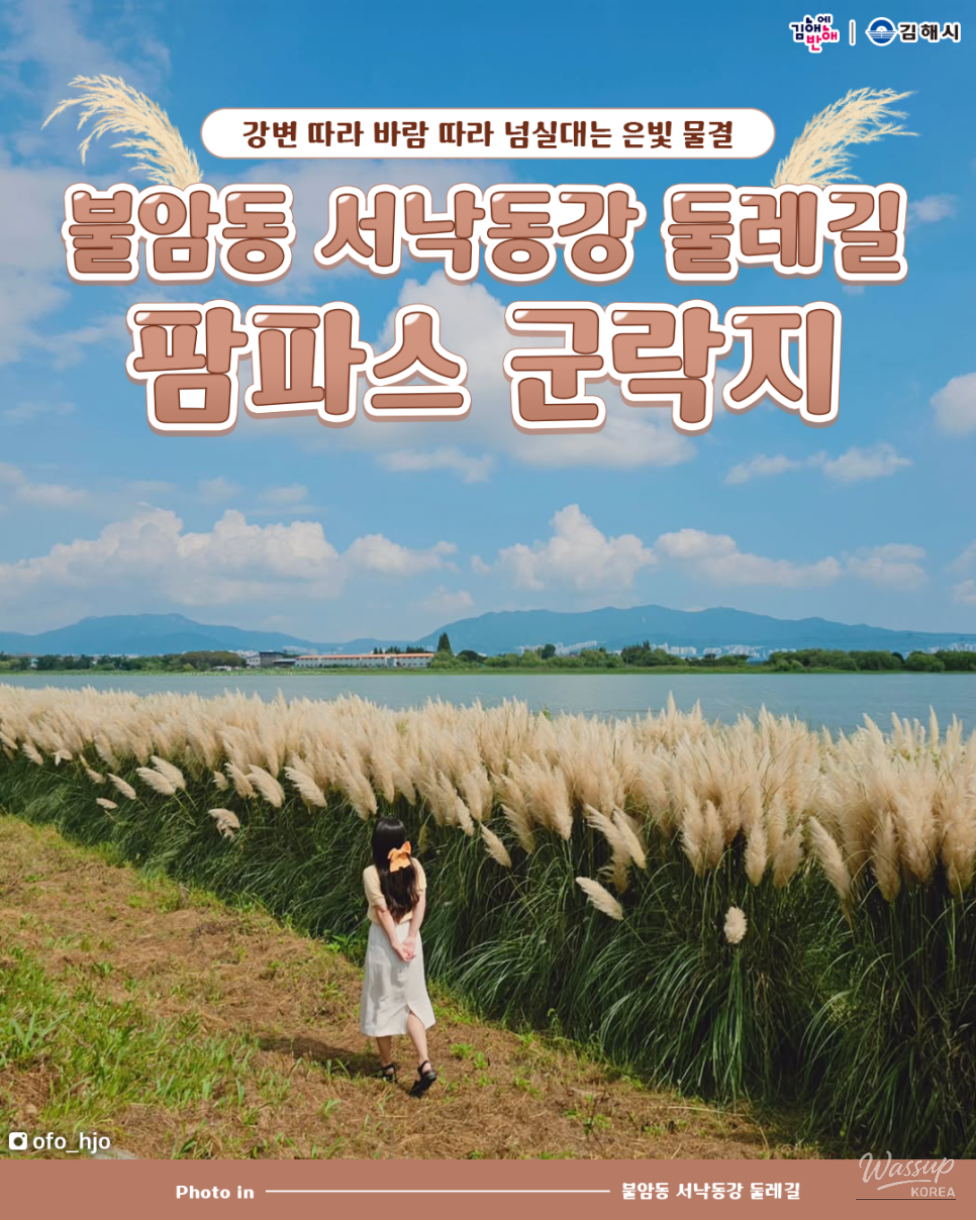 Panoramic view of the silver pampas grass swaying along the serene Seonakdong River in Gimhae