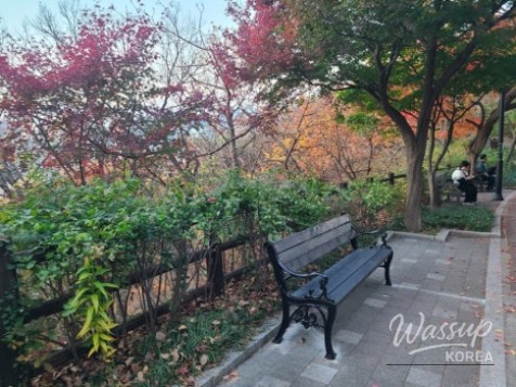 Close up of red maple leaves reflecting the warm autumn sunlight