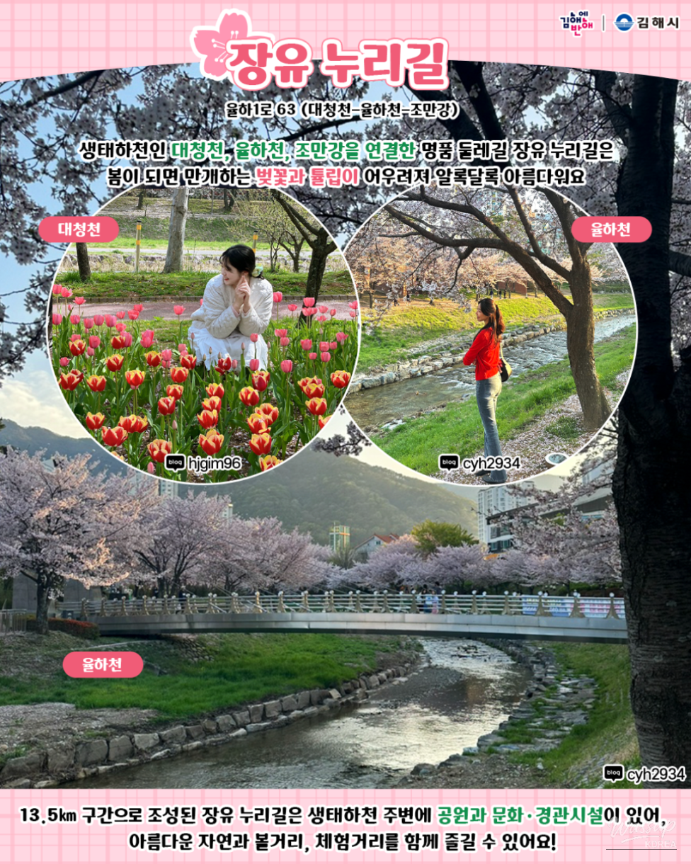 Colorful tulips and spring flowers blooming along the Yulhacheon stream walking path