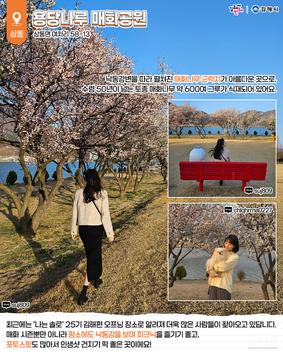 The serene wooden boardwalk and plum tree groves at Yongdang Naru Plum Blossom Park in Sangdong