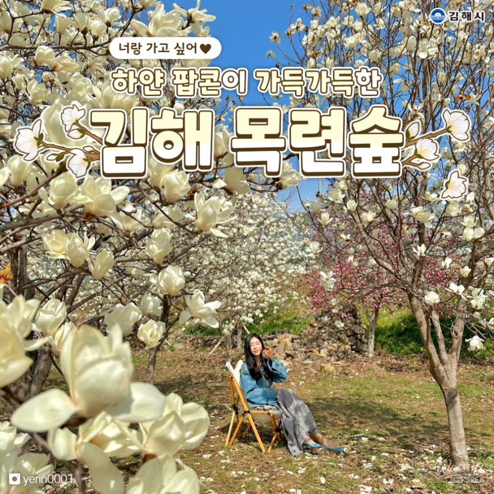 Stunning white magnolia trees blooming against a clear blue sky in Gimhae Magnolia Forest