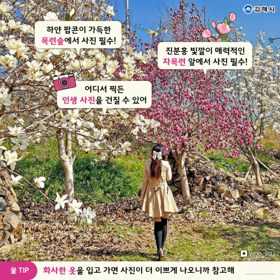 A visitor wearing bright clothes taking photos under the blooming magnolia trees