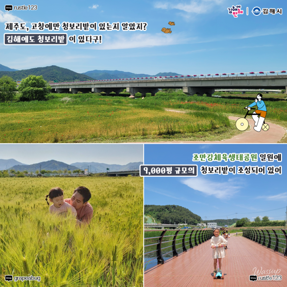 Family taking a walk along the exploration paths between the tall green barley stalks