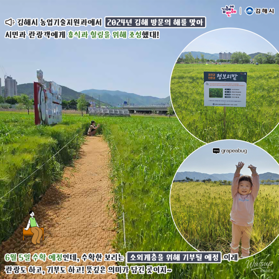 Close up shot of vibrant red poppies blooming amidst the refreshing green barley stalks