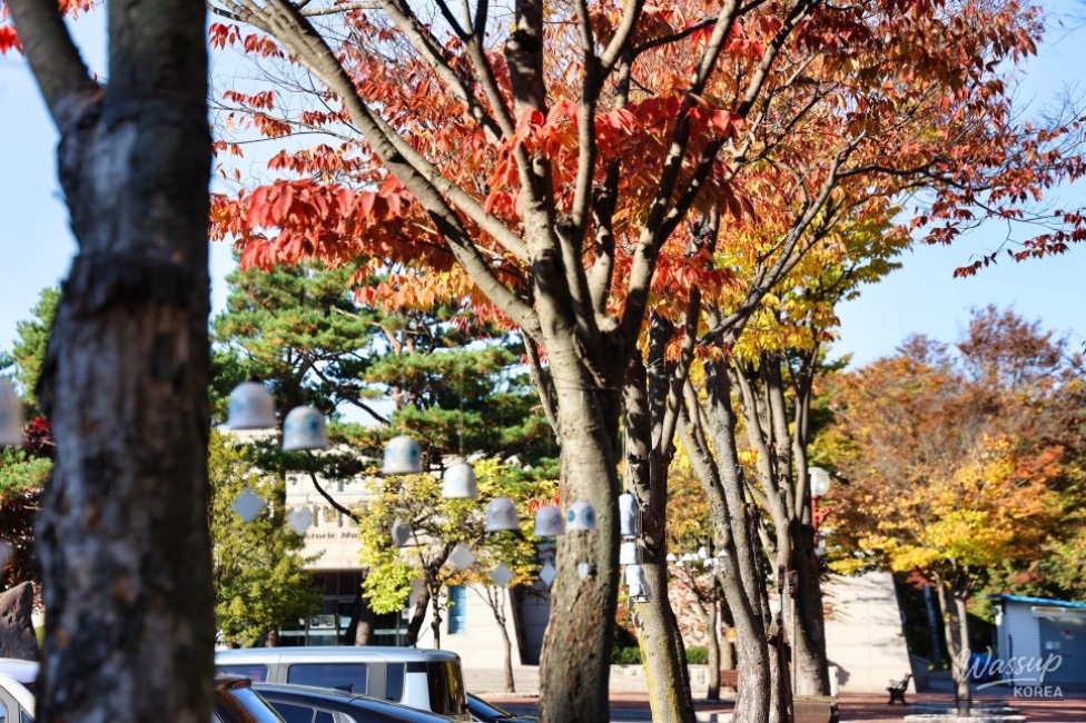 Vibrant chrysanthemum displays and autumn plants at the Yanggu Arboretum