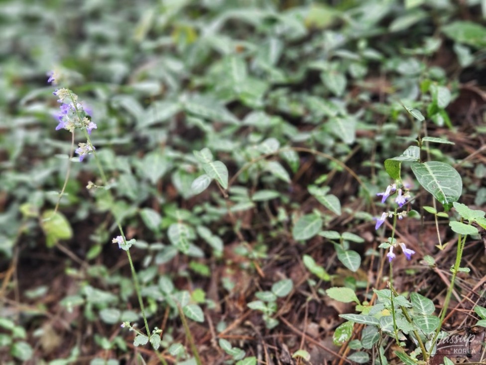 Impressive appearance