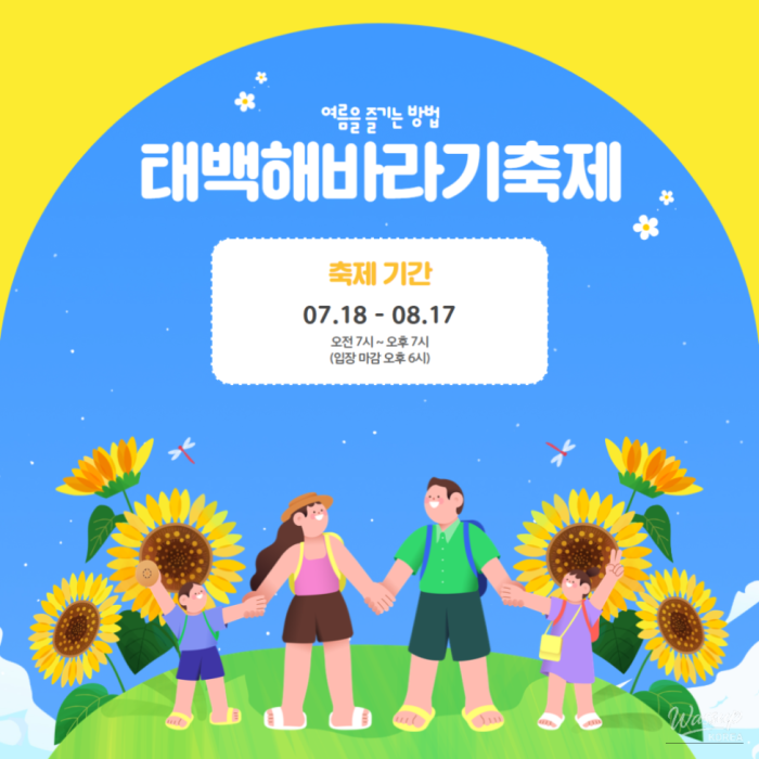 Taebaek Sunflower Festival: A Summer Celebration489