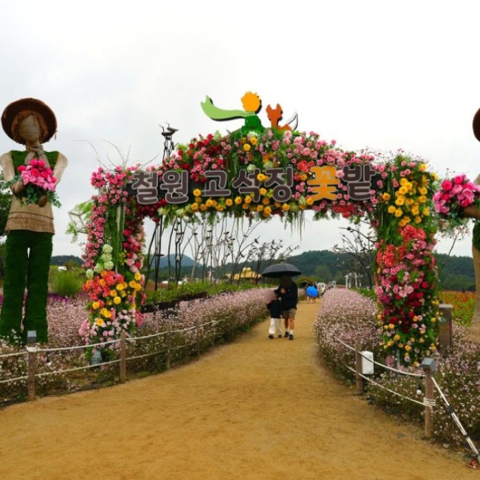 A Day Trip to Cheorwon Goseokjeong Flower Garden: Autumn Scenery and Natural Colors482