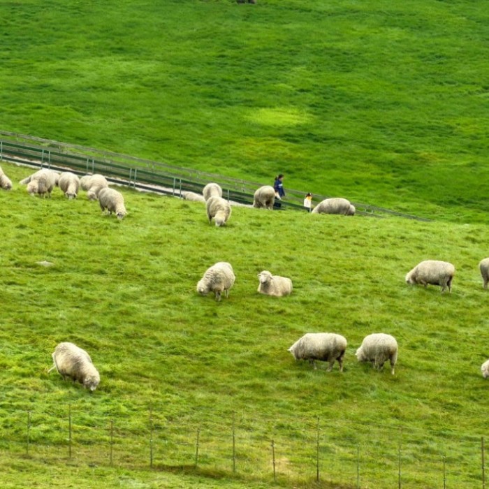 Daegwallyeong Sheep Farm: A Pastoral Escape in Pyeongchang481