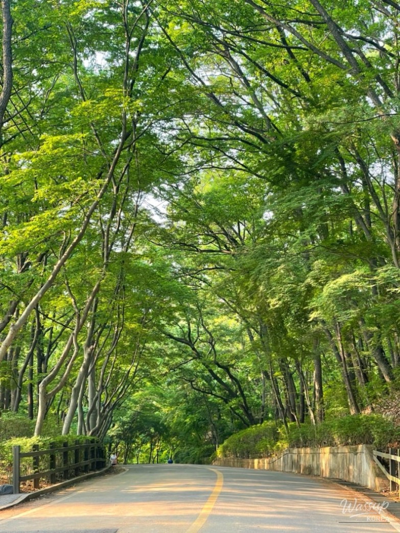 A flat, step-free wooden deck trail suitable for wheelchairs and strollers