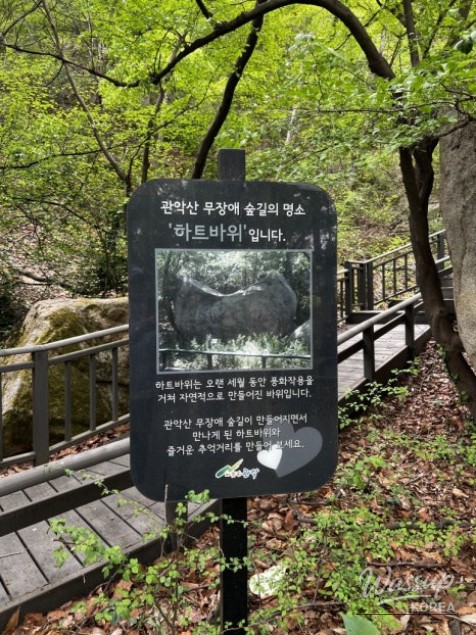 Close-up of pine needles and the natural forest environment