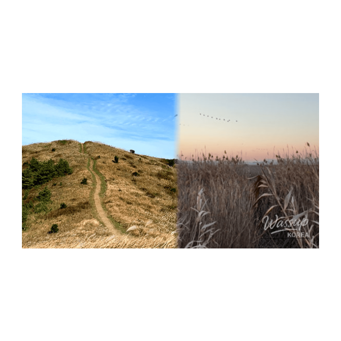 Best 4 Autumn Foliage Destinations for Solo Travelers in Korea539