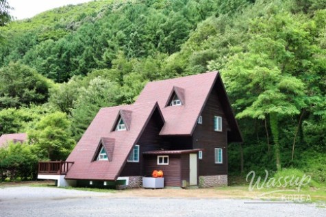 Forest trail surrounded by dense summer greenery
