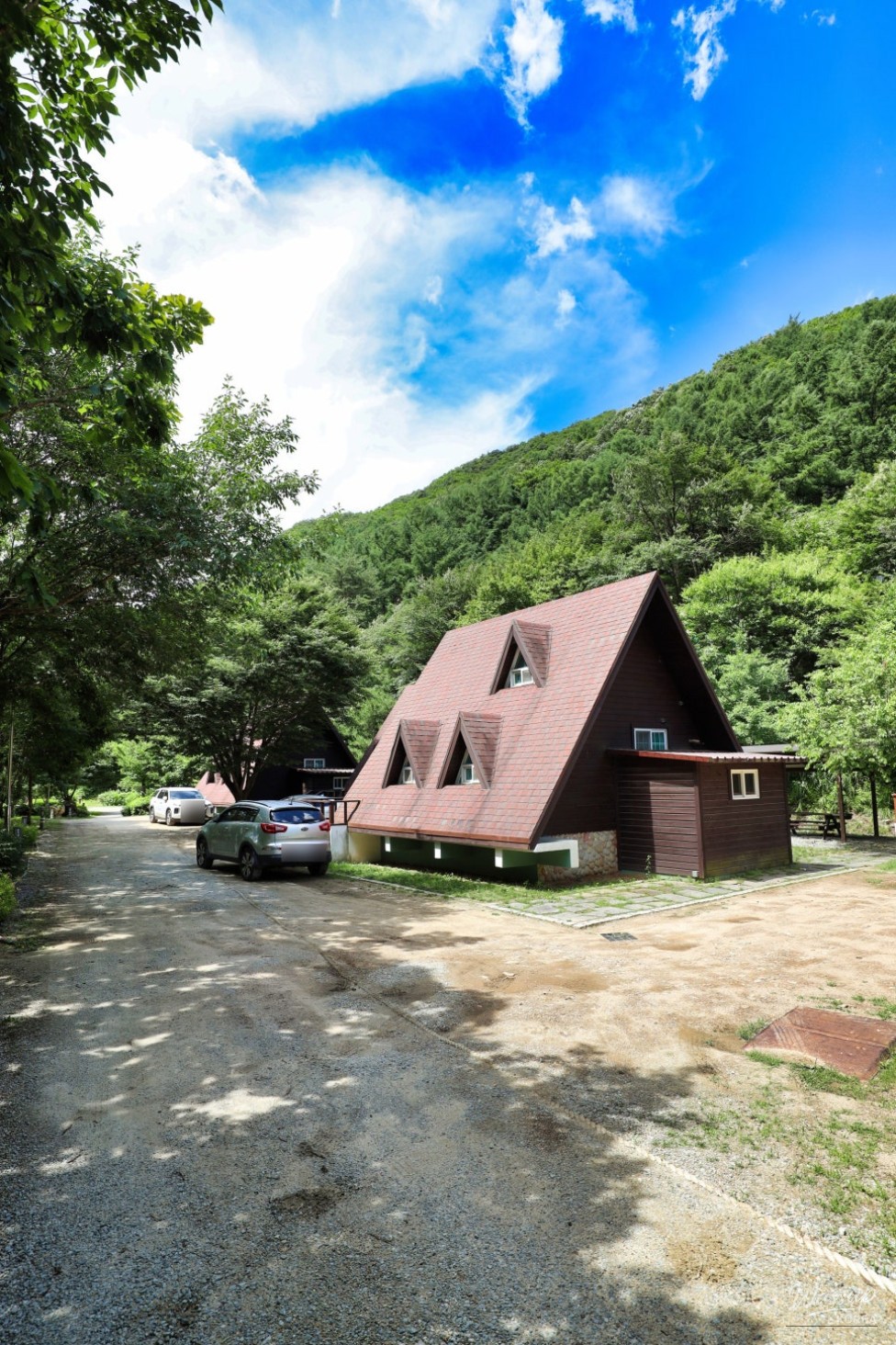 Lush green trees and peaceful forest atmosphere