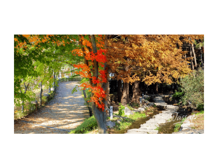 Discovering Late Autumn Foliage: 4 Tranquil Trails in Gyeonggi Province float