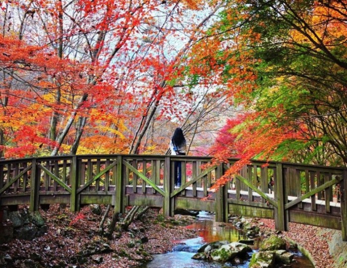 Chasing Autumn Hues: A Day Trip to Gangcheonsan in Sunchang float