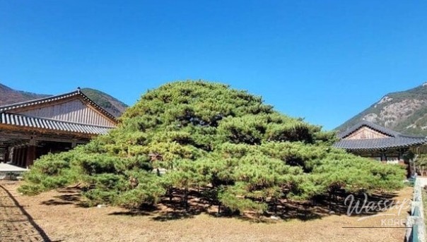 Mysterious Appearance