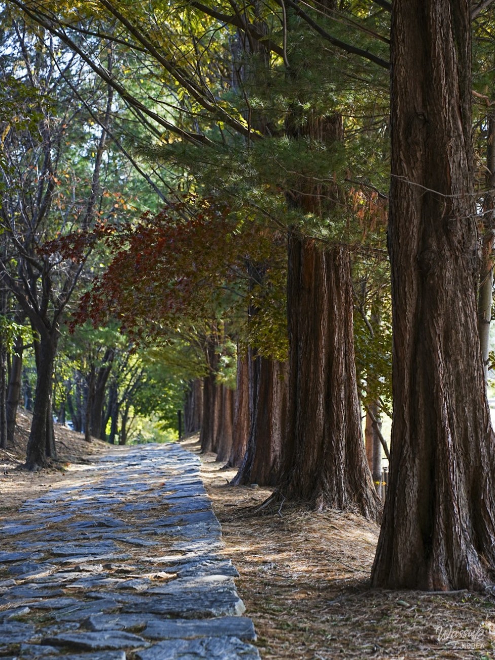 A peaceful walking trail lined with colorful fallen leaves