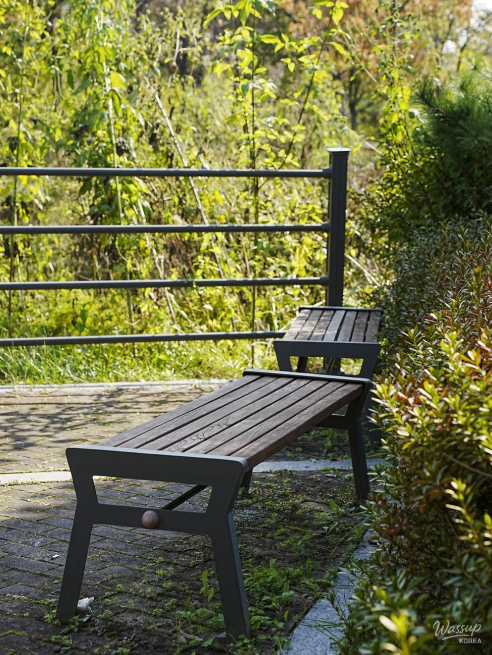 Lush metasequoia path leading toward the stream