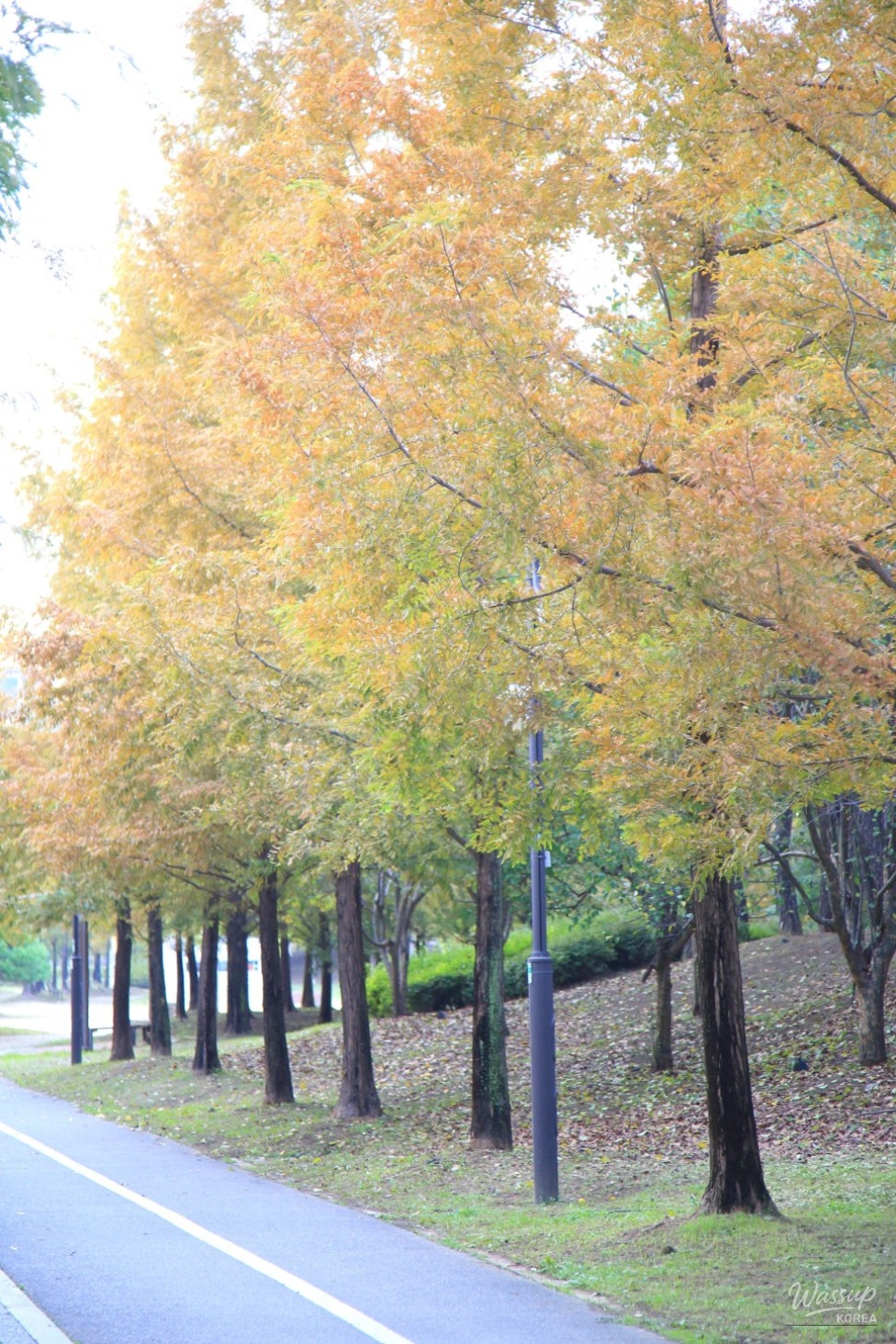 Quiet atmosphere of the park, ideal for dog walking and cycling
