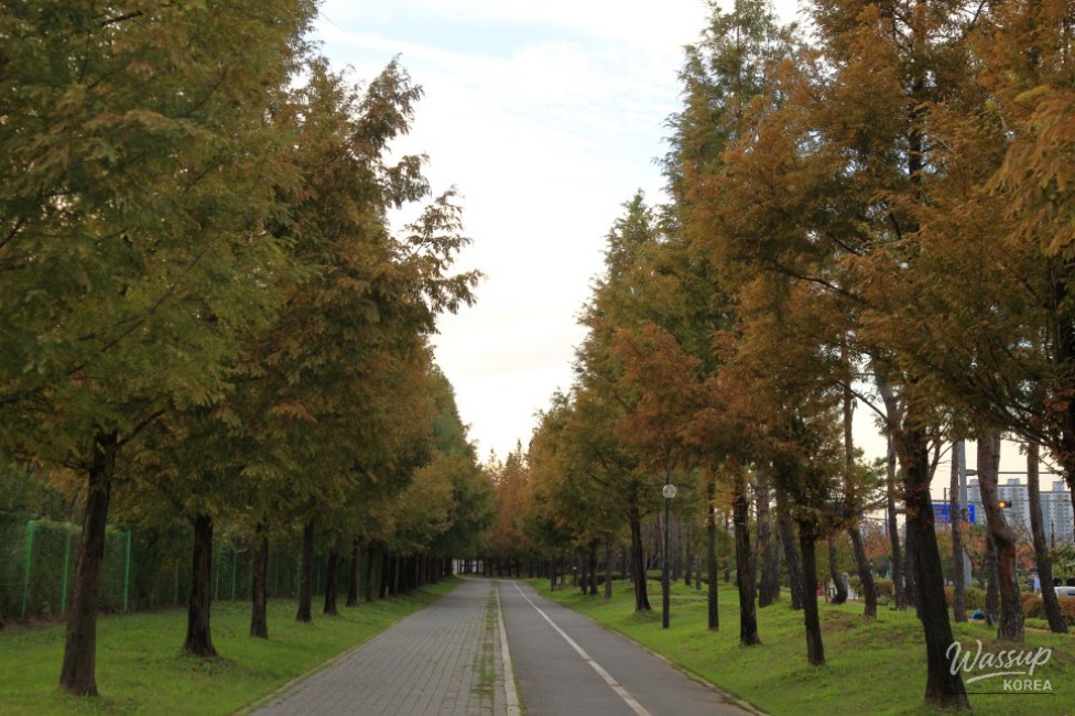 A rest area with benches surrounded by autumn trees in KINTEX Lakeside Park