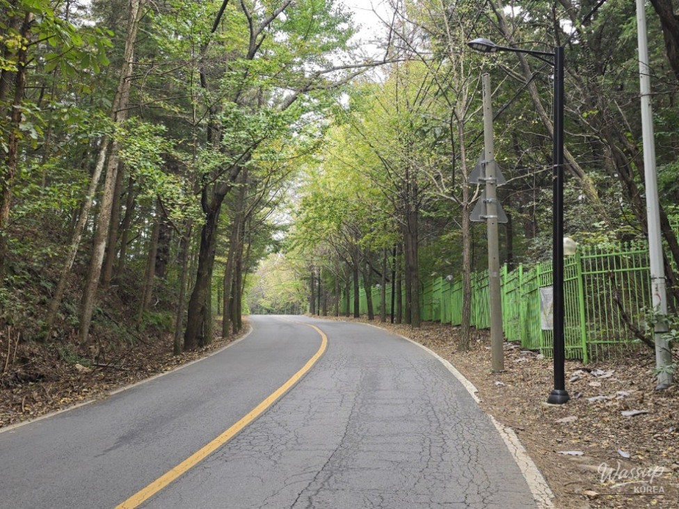 Tall pine trees lining the path near Nonghyup University