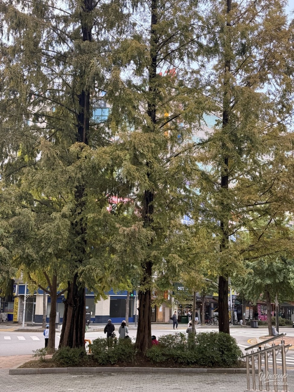 Vibrant greenery and flowers in the central flowerbed
